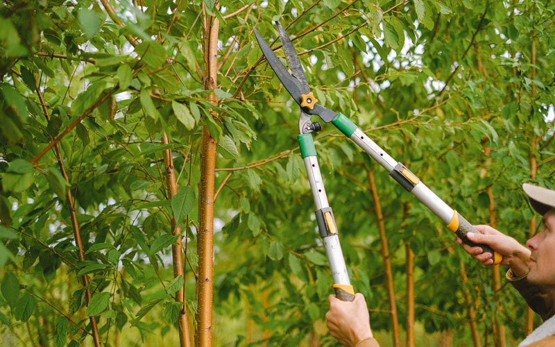 Tree trimming in Egeland, ND
