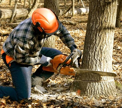 Tree Removal in Egeland, ND